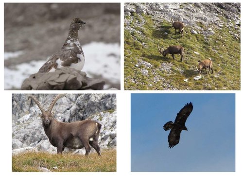 15_Collage_Schneehuhn_Steinbock_Steinadler.jpg