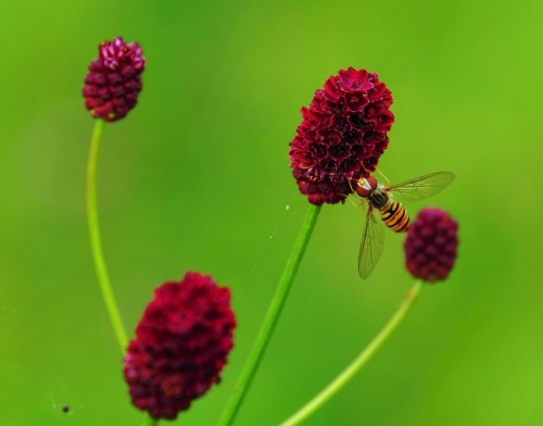 DSCF2567.JPG