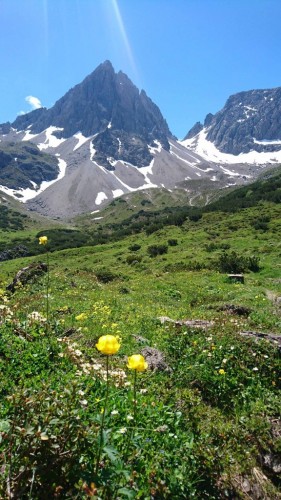 Die Trollblume mit der wunderschönen Dremelspitze im Hintergrund