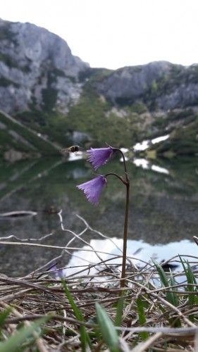 Ein Alpentrottel im Dachsteingebirge