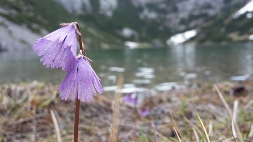 Das filigrane Blümchen nochmal bei näherer Betrachtung