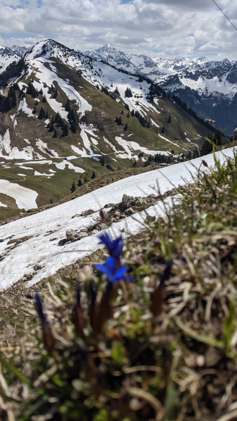 Im Abstieg vom Iseler gibt es blumige Ausblicke Richtung dem tief verschneiten Hochvogel
